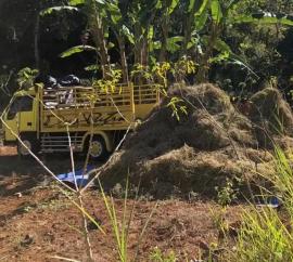 Peternak Botodayaan Andalkan Jerami Kering dari Jawa Tengah di Tengah Sulitnya Pakan Hijauan